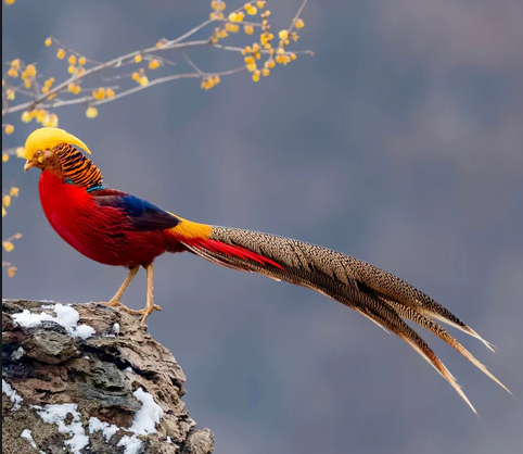 Image of golden pheasant